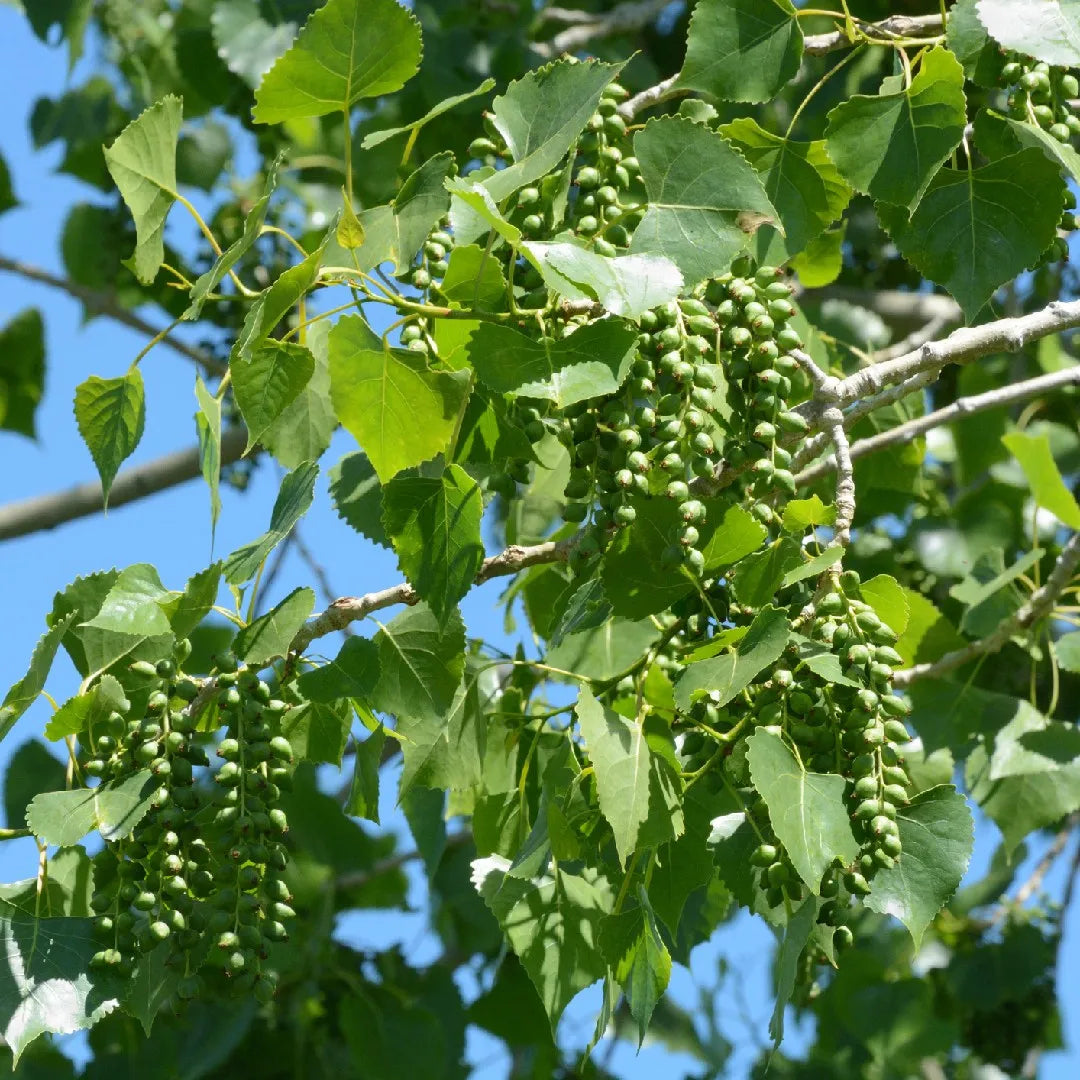 Eastern Cottonwood Populus Deltoides – Hardy Ornamental Tree Seeds