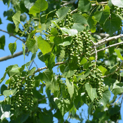 Eastern Cottonwood Populus Deltoides – Hardy Ornamental Tree Seeds