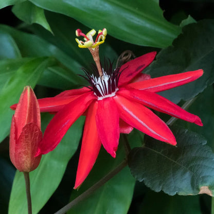 Passiflora vitifolia Seeds – Scarlet Passion Flower, Heirloom, Non-GMO, Tropical Climbing Vine