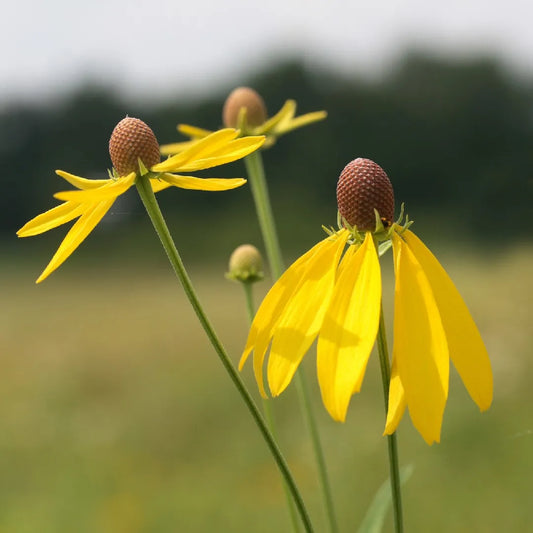 Long Headed Coneflower – Hardy Wildflower Garden Seeds