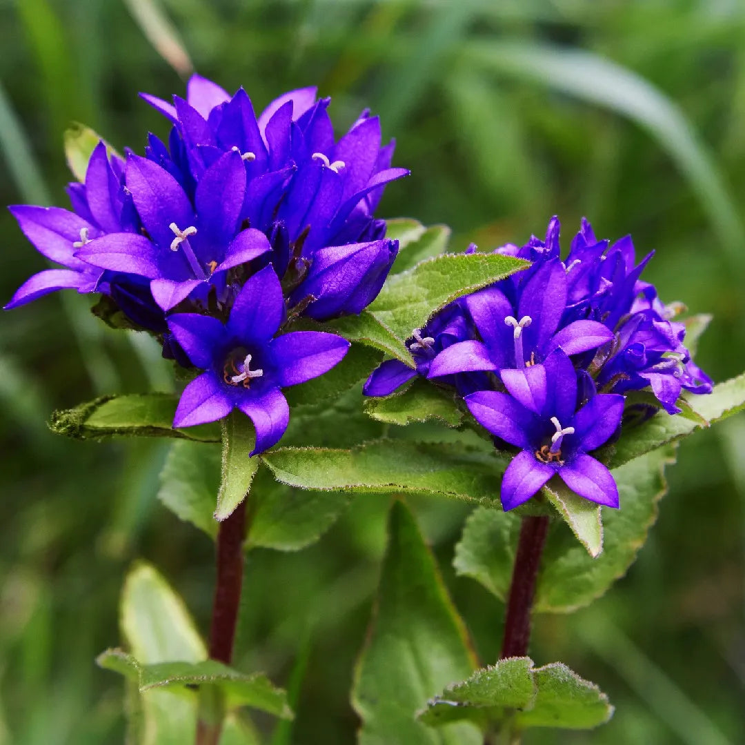 Bellflower Clustered Campanula Glomerata Acaulis – Hardy Garden Flower Seeds
