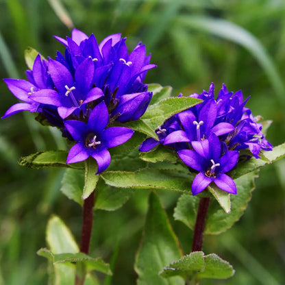 Bellflower Clustered Campanula Glomerata Acaulis – Hardy Garden Flower Seeds
