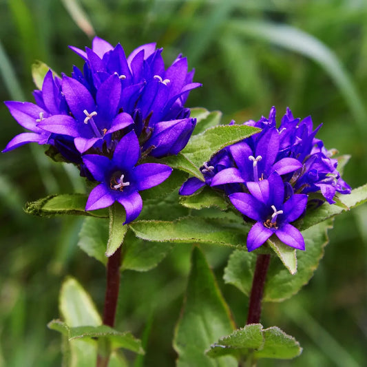 Bellflower Clustered Campanula Glomerata Acaulis – Hardy Garden Flower Seeds