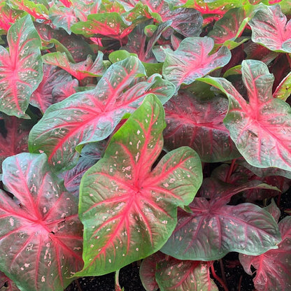 Caladium Bicolor ‘Red Flash’ – Decorative Foliage Plant Seeds