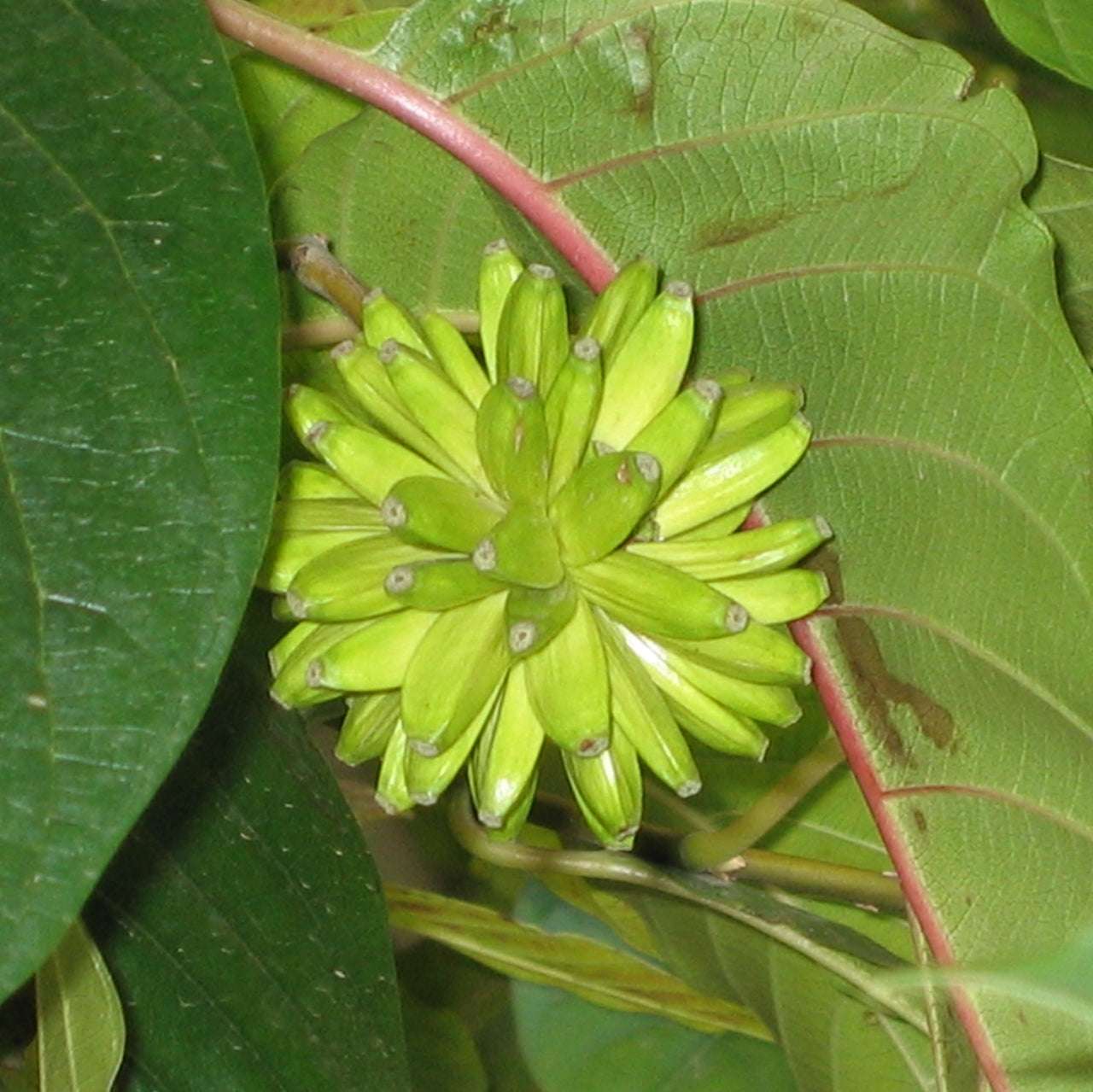 Happy Tree – Fruit Tree Seeds