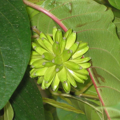 Happy Tree – Fruit Tree Seeds