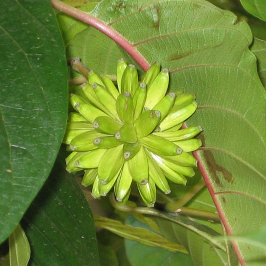 Happy Tree – Fruit Tree Seeds