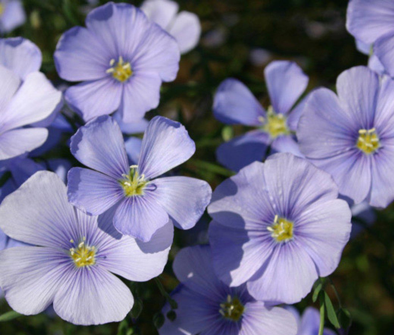 Wildflower Mix Cascade Mountain Tall – Perennial Garden Flower Seeds