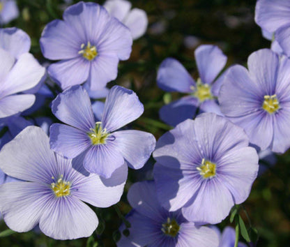 Wildflower Mix Cascade Mountain Tall – Perennial Garden Flower Seeds
