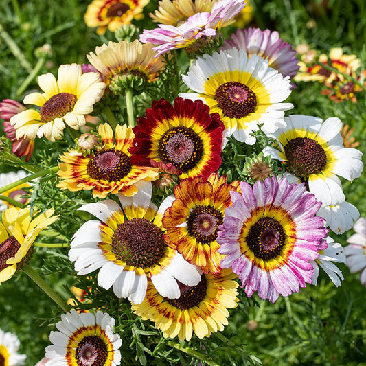 Painted Daisy – Colorful Wildflower Garden Seeds