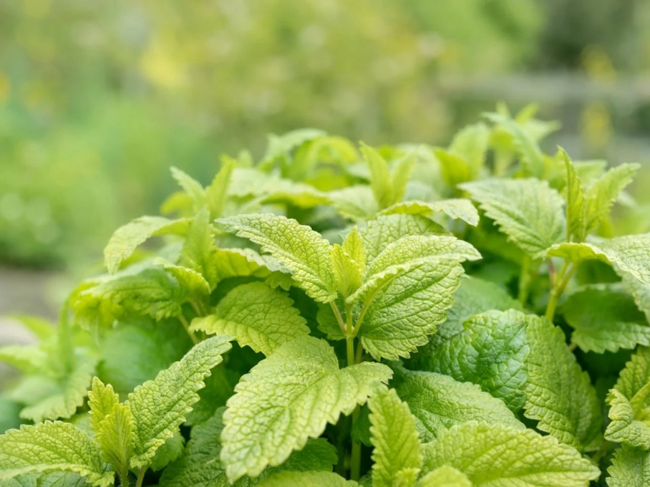 Lemon Balm Melissa Officinalis – Herb Garden Seeds