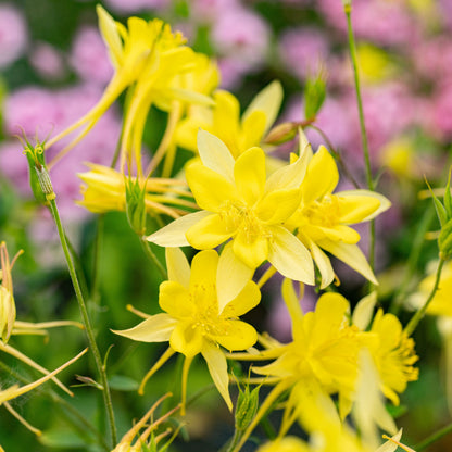 Yellow Aquilegia Flower – Perennial Flower Seeds