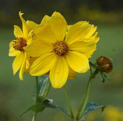 Swamp Marigold Bidens – Perennial Wildflower Garden Seeds