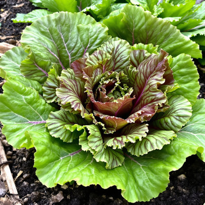 Red Romaine Lettuce – Garden Vegetable Seeds