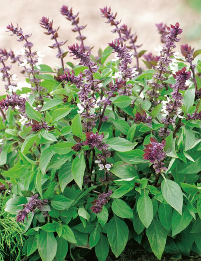 Thai Basil Seeds – Garden Herb Seeds