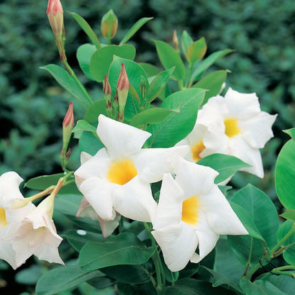 My Fair Lady Dipladenia Elegant Pink Mandevilla Vine Long-Lasting Tropical Blooms