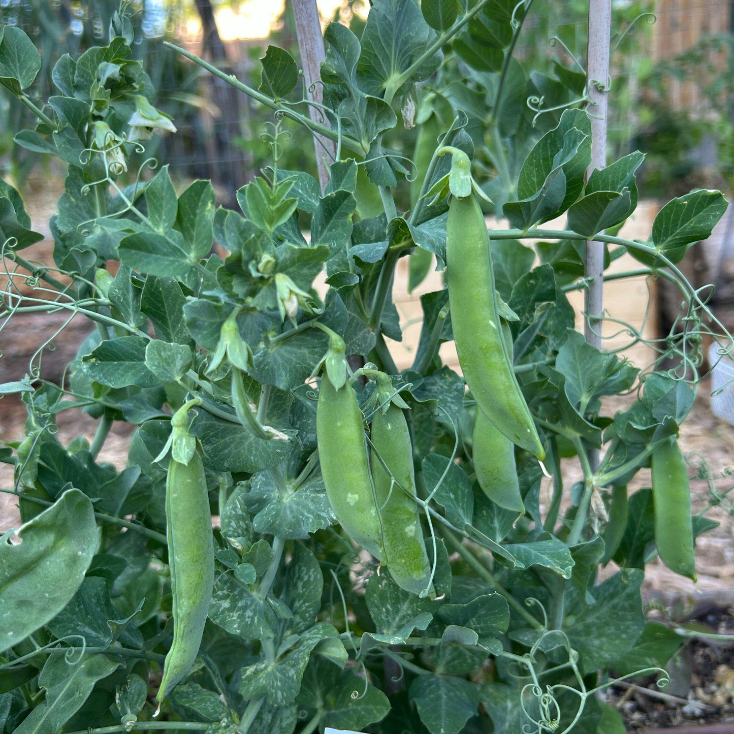 Lincoln Pea Seeds – Garden Vegetable Seeds