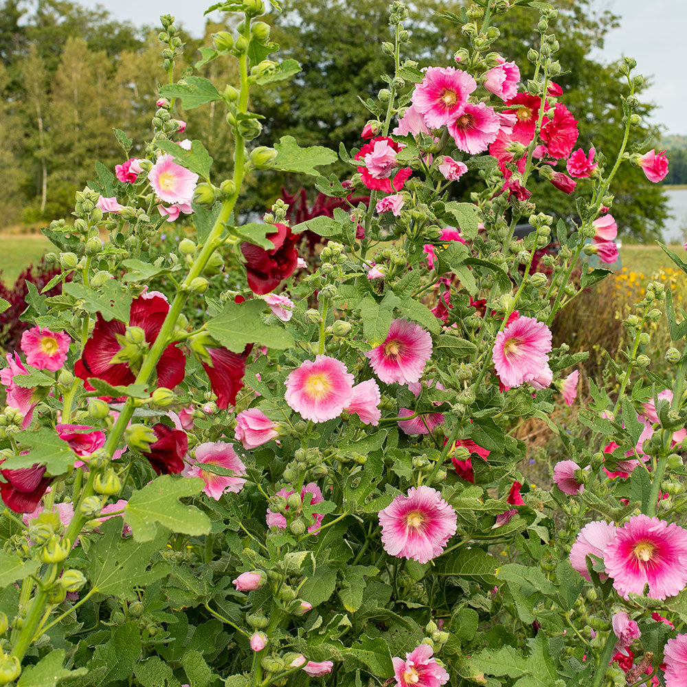 Hollyhock Indian Spring Mixed Colors Alcea Rosea – Colorful Garden Flower Seeds