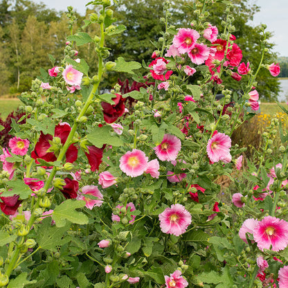 Hollyhock Indian Spring Mixed Colors Alcea Rosea – Colorful Garden Flower Seeds
