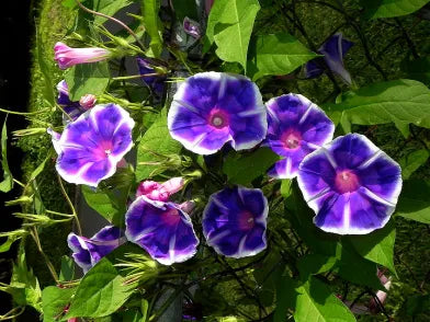Bluji Fade Japanese – Garden Flower Seeds