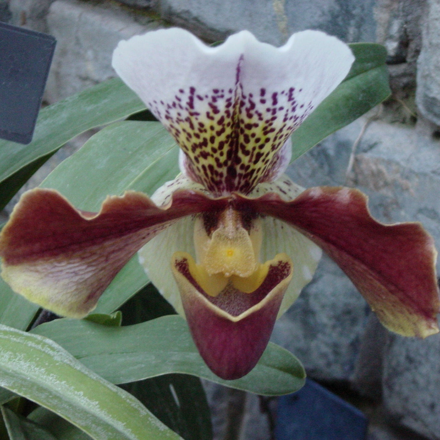 Lady’s Slipper Orchid Seeds Cypripedium - Rare Hardy Orchid  Elegant Garden & Woodland Flower
