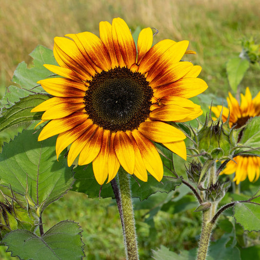 Firecracker Sunflower Helianthus Annuus Hardy Garden Flower Seeds