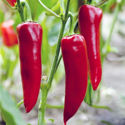 Chili Pepper – Red Spicy Vegetable Seeds