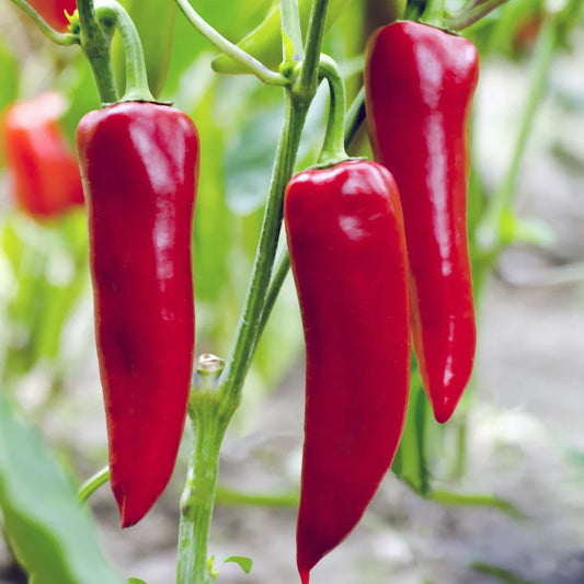 Chili Pepper – Red Spicy Vegetable Seeds