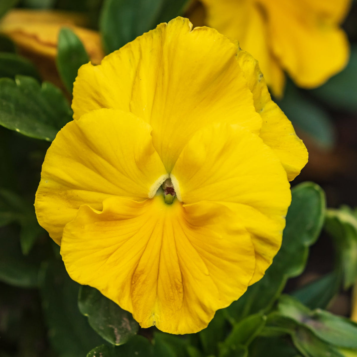 Yellow Swiss Pansy Flower seeds for Planting Garden Favorite Heirloom & GMO Free Seeds for Home Garden  Sale