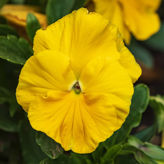 Yellow Swiss Pansy Flower seeds for Planting Garden Favorite Heirloom & GMO Free Seeds for Home Garden  Sale