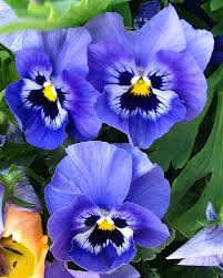 Pansy Blue Flower seeds for Planting - Wildflower Mix, Heirloom & GMO Free Seeds for Home Garden