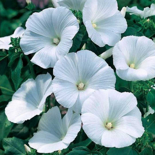 White Pansy Flower seeds for Planting Wildflower Mix Heirloom & GMO Free Seeds for Home Garden  Sale