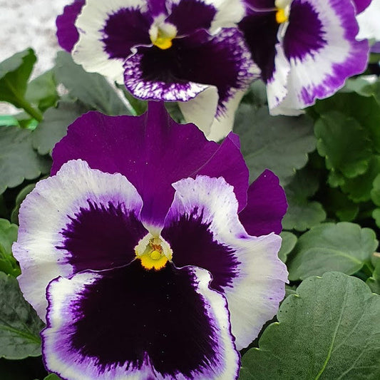 Purple White Pansy Flower seeds for Planting Wildflower Mix Heirloom & GMO Free Seeds for Home Garden   Sale