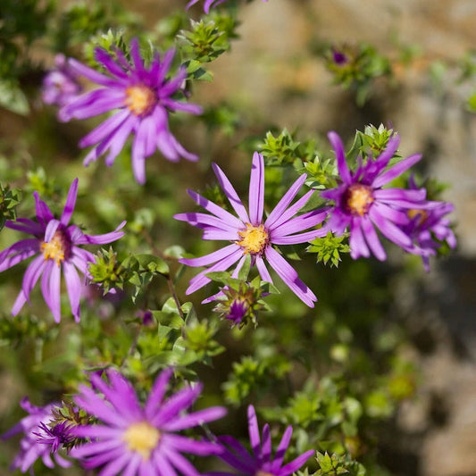 Silky Aster – Hardy Wildflower Seeds