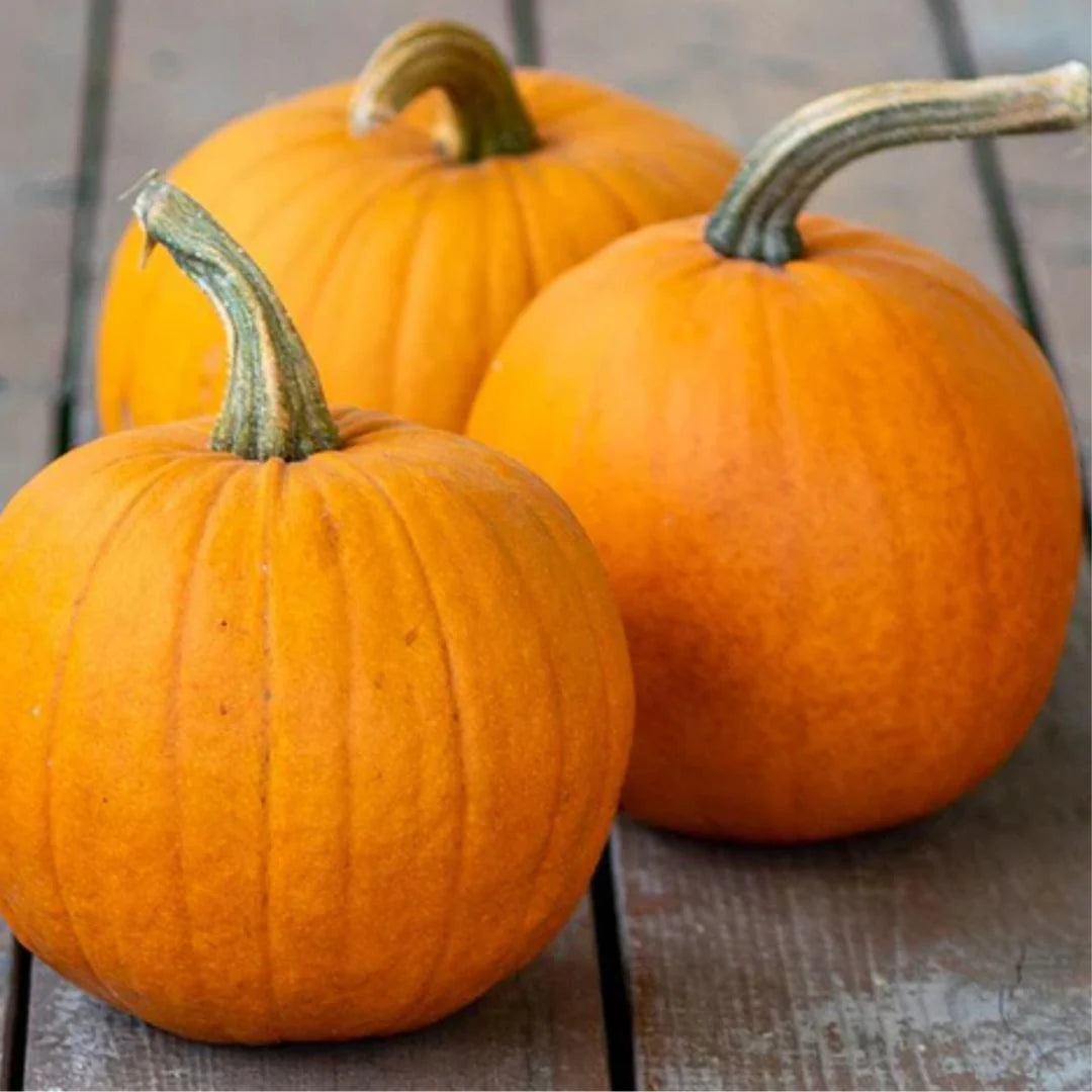 Pumpkin Small Sugar Pie Seeds – Compact Plant Variety for Home Gardening