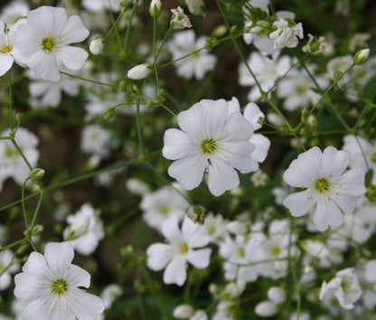 Wildflower Mix Cascade Mountain Tall – Perennial Garden Flower Seeds