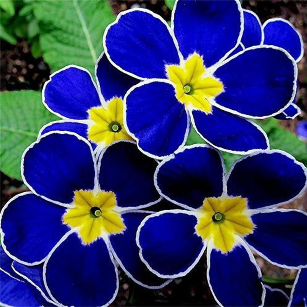 Blue Yellow Pansy Flower seeds for Planting - Seasonal Bloomer, Heirloom & GMO Free Seeds for Home Garden