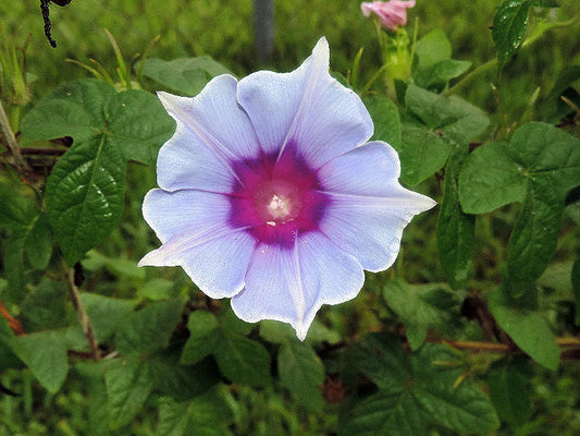 Kikyo Okina Sora – Garden Flower Seeds