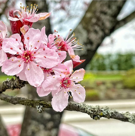 Cherry Streaks Japanese – Garden Flower Seeds
