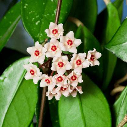 Hoya Flower Mixed Variety Seeds for Planting – Heirloom, Non-GMO, Easy to Grow, Indoor Houseplant