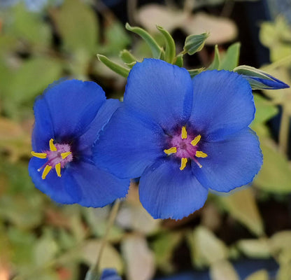 Pimpernel Anagallis Monelli – Blue Garden Flower Seeds