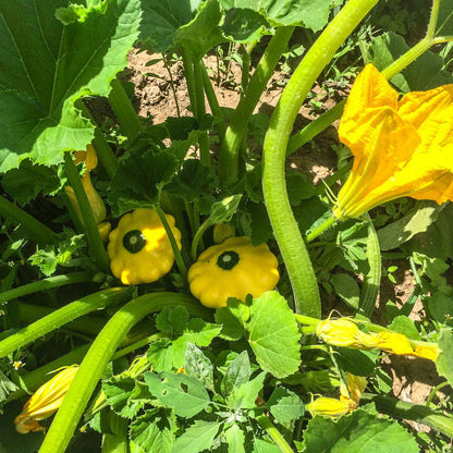 Scalloped Summer Squash – Vegetable Seeds