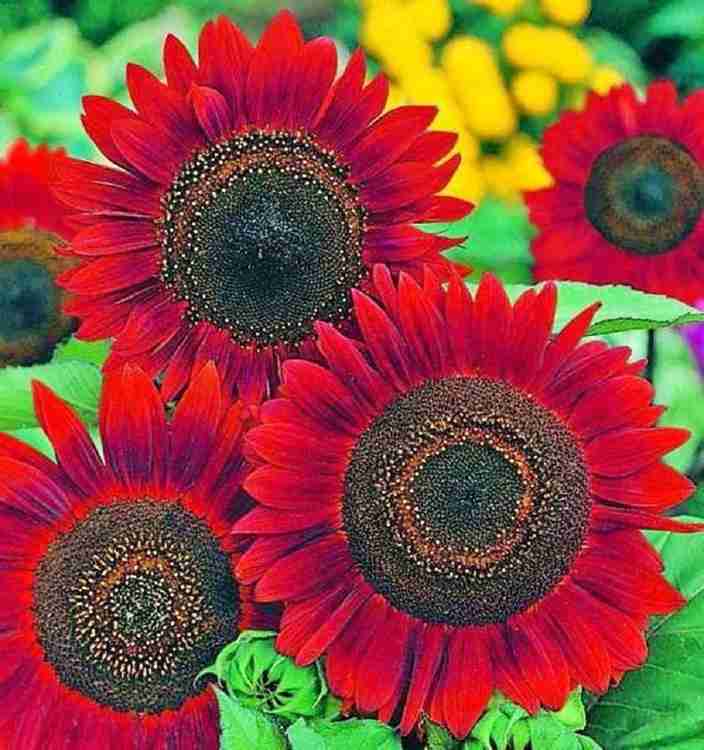 Rare Velvet Queen Sunflower Seeds for Planting Unique Garden Varieties Vibrant Non-GMO Blooms