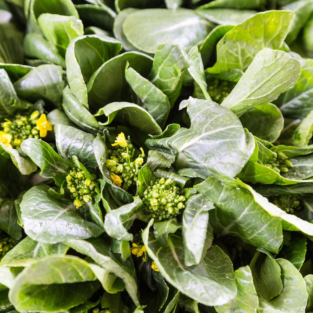 Yu Choy Sum – Fast Growing Leafy Vegetable Seeds