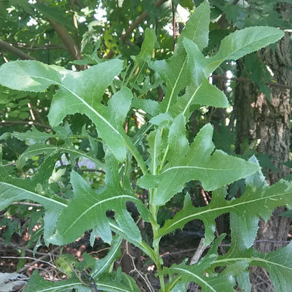 Prickly Lettuce Lactuca Serriola – Edible Herb Garden Seeds