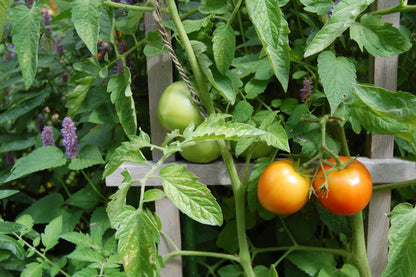 Candy of the Forbidden City Tomato – Heirloom Vegetable Seeds