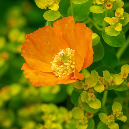 Welsh Poppy Seeds Meconopsis Cambrica Bright Yellow Blooms