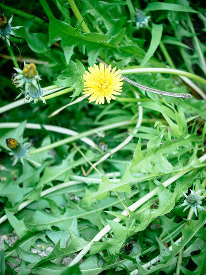 Dandelion – Perennial Herb and Salad Seeds