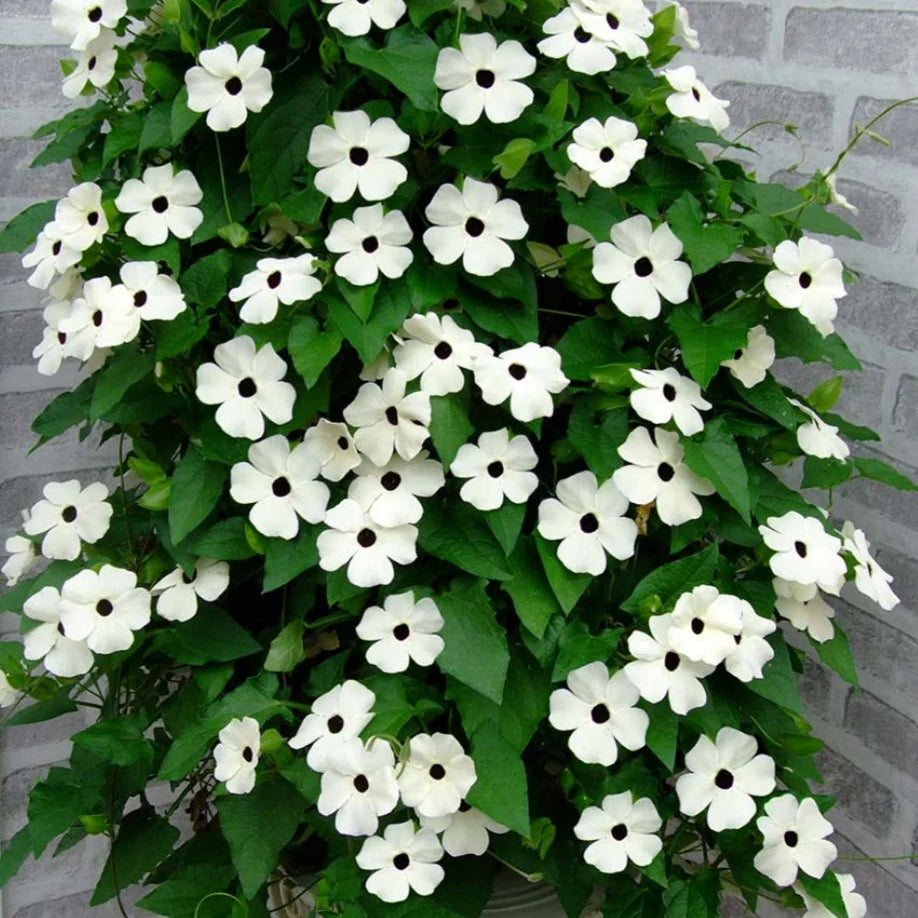 Thunbergia (Black-Eyed Susan Vine) Seeds for Planting – Heirloom, Non-GMO, Fast-Growing, Outdoor Climbing Annual