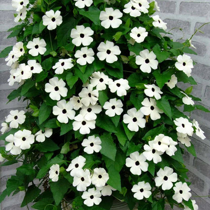 Thunbergia (Black-Eyed Susan Vine) Seeds for Planting – Heirloom, Non-GMO, Fast-Growing, Outdoor Climbing Annual